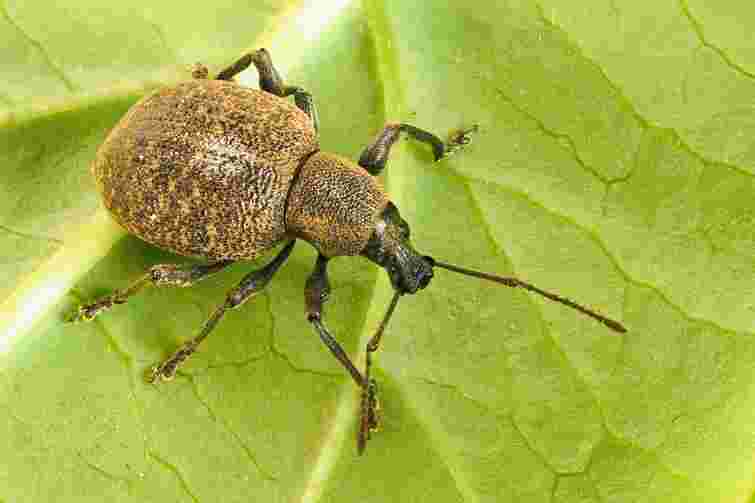 Довгоносик атакує полуницю: що зробити вже у квітні для захисту ягід