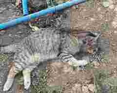 У селі на Тернопільщині невідомі отруїли 13 котів