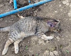 У селі на Тернопільщині невідомі отруїли 13 котів