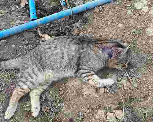 У селі на Тернопільщині невідомі отруїли 13 котів