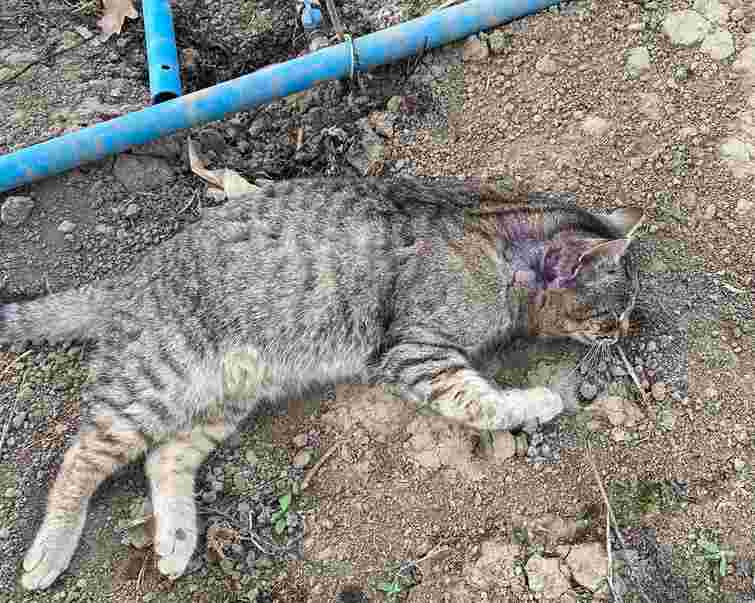 У селі на Тернопільщині невідомі отруїли 13 котів