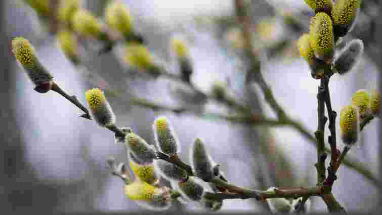 Коли Вербна неділя 2026: дата, історія та звичаї, які варто знати кожному