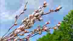 Накличете на себе лихо: що не можна робити у Вербну неділю