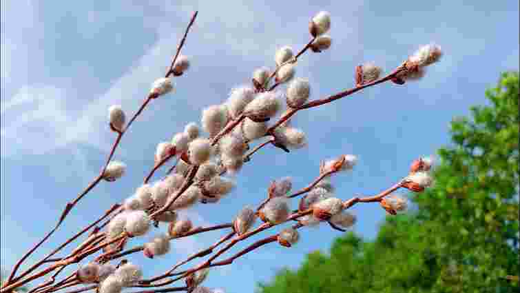 Накличете на себе лихо: що не можна робити у Вербну неділю