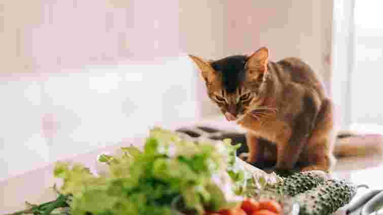 Джерело клітковини та вітамінів: чи справді котам можна їсти салат