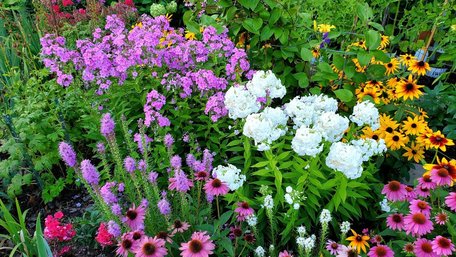 Можуть вас розчарувати: 10 рослин, які не варто вирощувати з насіння