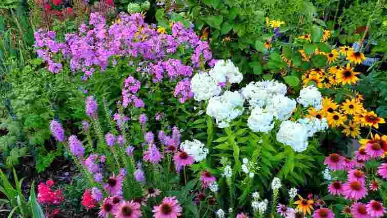 Можуть вас розчарувати: 10 рослин, які не варто вирощувати з насіння