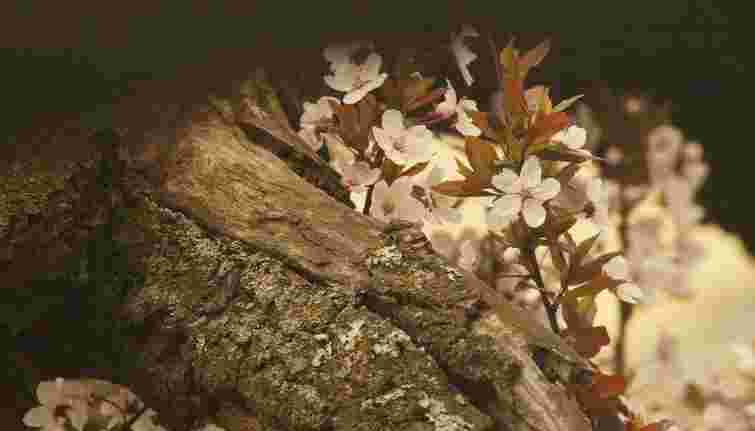 Що почути та побачити у Львові?