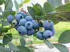 Щоб лохина була солодка: яке добриво потрібне кущам щомісяця