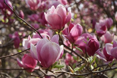 Прикрасить будь-який сад: коли найкраще садити магнолію і де саме