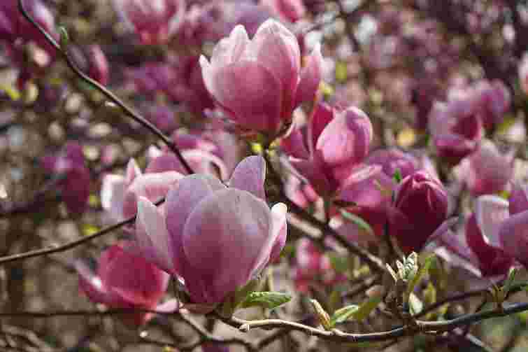 Прикрасить будь-який сад: коли найкраще садити магнолію і де саме