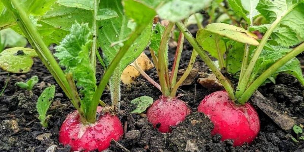 Невдалий сорт чи полив: чому редис гірчить і має порожнини