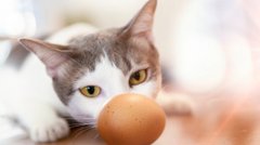Чи можна годувати котів яйцями: ветеринари дали чітке пояснення