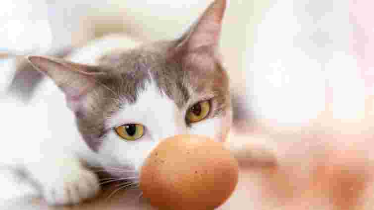 Чи можна годувати котів яйцями: ветеринари дали чітке пояснення