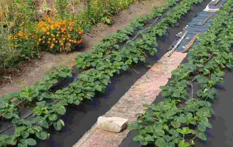 Заморозки не створять проблем: як захистити полуницю ще до початку цвітіння