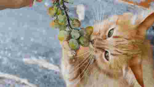 Смаколик чи серйозна небезпека для здоровʼя: чи варто ділитися виноградом із котом