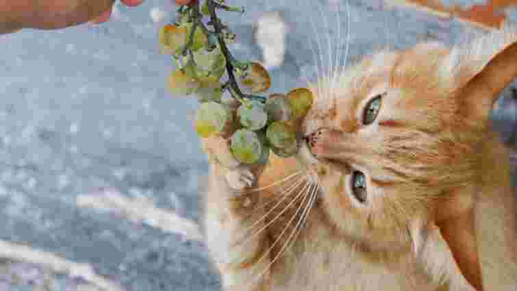 Смаколик чи серйозна небезпека для здоровʼя: чи варто ділитися виноградом із котом