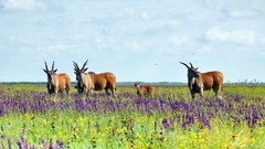 Вперше в Україні суд виніс вирок за воєнний злочин росіян проти природно-заповідного фонду