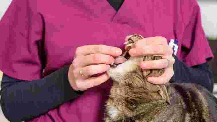 Завдання з зірочкою: як дати коту таблетку без стресу і для себе, і для улюбленця