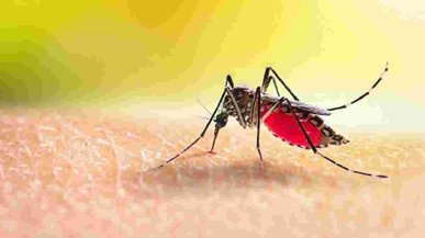 У 35-річної мешканки Львівщини після відпочинку на Мальдівах діагностували гарячку Денге