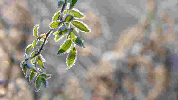Великдень з морозом: у Львові зафіксували найнижчу нічну температуру за 14 років