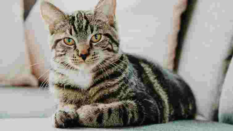 Ці 5 сигналів не можна ігнорувати: як зрозуміти, що ваш кіт почувається самотнім