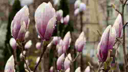 Вдягайтесь тепло: синоптики розповіли, якою буде погода у Львові на Великдень