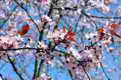 Від заморозків до +16°С: якою буде погода після Великодня у Львові