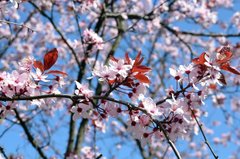 Від заморозків до +16°С: якою буде погода після Великодня у Львові