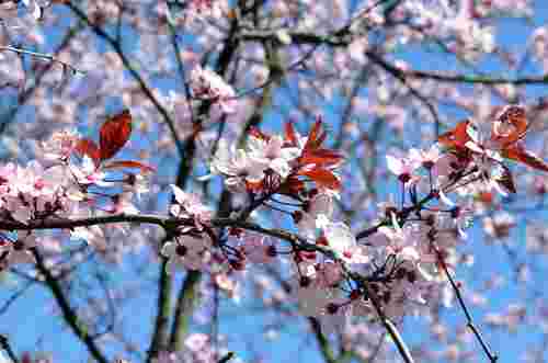 Від заморозків до +16°С: якою буде погода після Великодня у Львові
