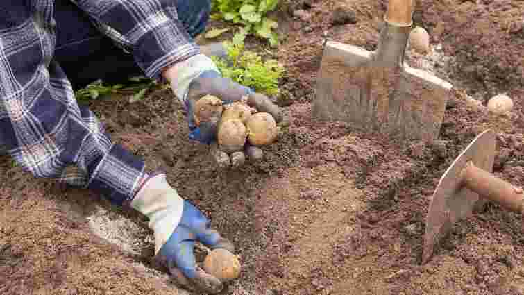 Не поспішайте, бо нічого не виросте: коли безпечно садити картоплю та розсаду у квітні