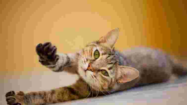 Чому кіт потягується, коли вас бачить: пояснення незвичної поведінки