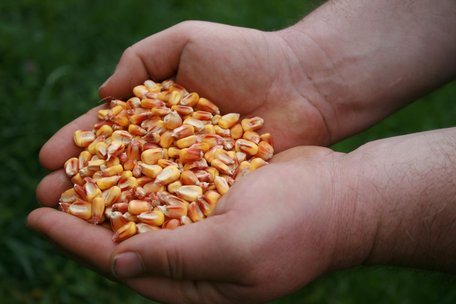 Звертайте увагу на температуру вночі: коли садити кукурудзу, щоб дала максимальний врожай