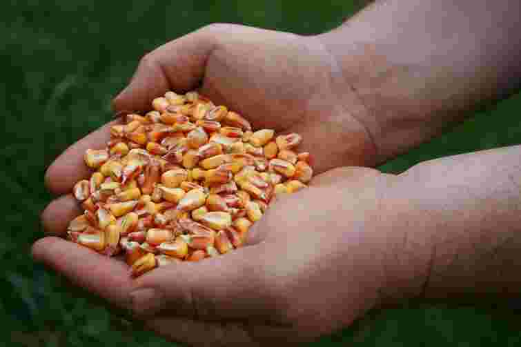 Звертайте увагу на температуру вночі: коли садити кукурудзу, щоб дала максимальний врожай