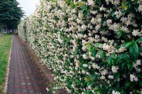 Закриють паркан за одне літо: 4 найкращі варіанти ліан для ділянки
