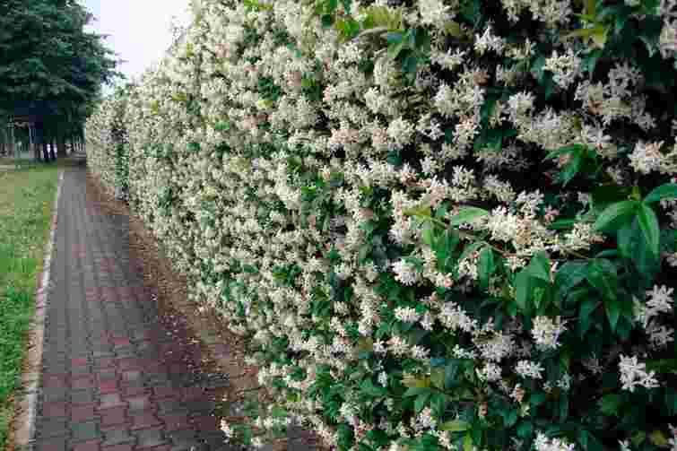 Закриють паркан за одне літо: 4 найкращі варіанти ліан для ділянки