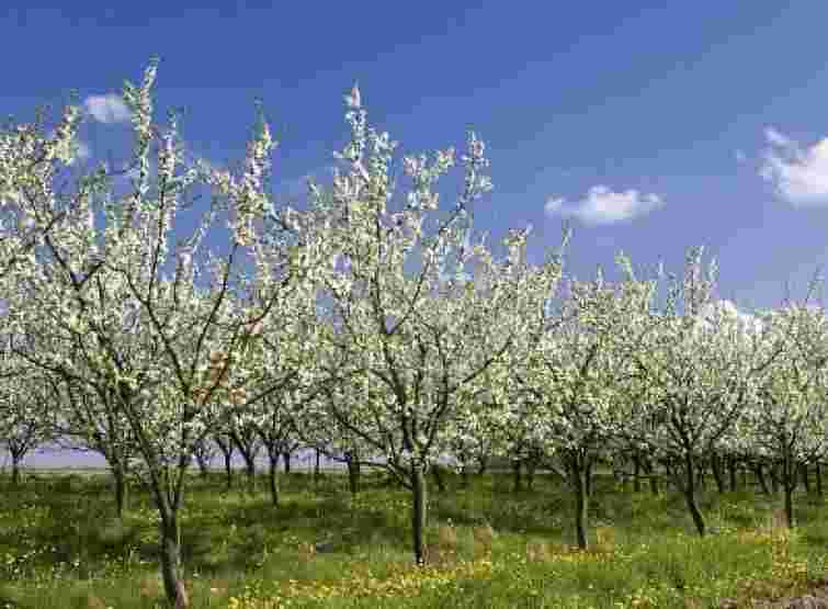 У квітні ще не пізно: що робити, якщо не встигли з обрізкою ранньою весною