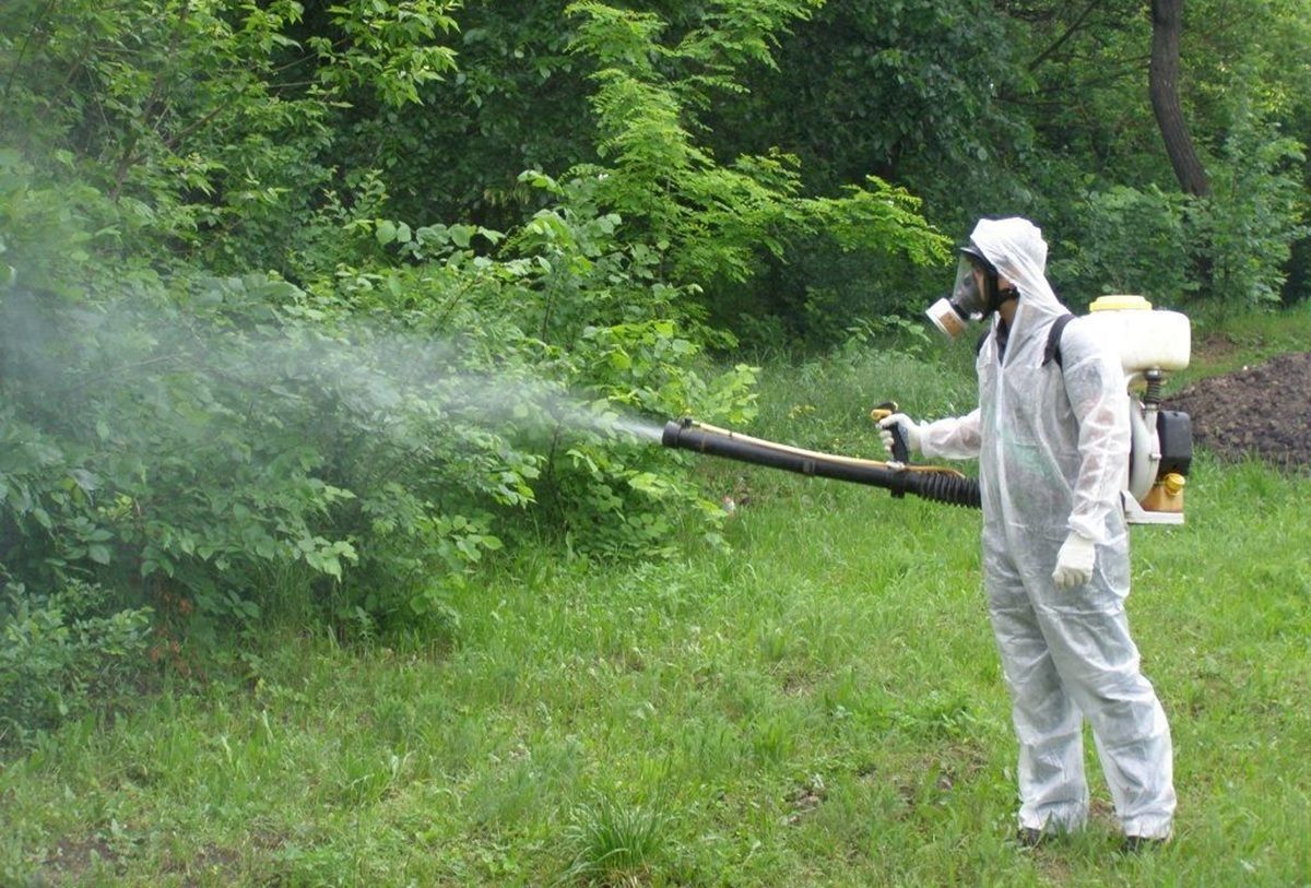 Парки та дитячі майданчики в Чернівцях оброблять від кліщів