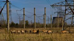 Мертва територія з мутантами: 9 міфів про наслідки Чорнобильської катастрофи, які варто розвіяти