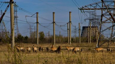 Мертва територія з мутантами: 9 міфів про наслідки Чорнобильської катастрофи, які варто розвіяти