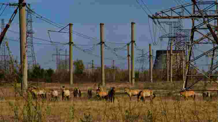 Мертва територія з мутантами: 9 міфів про наслідки Чорнобильської катастрофи, які варто розвіяти