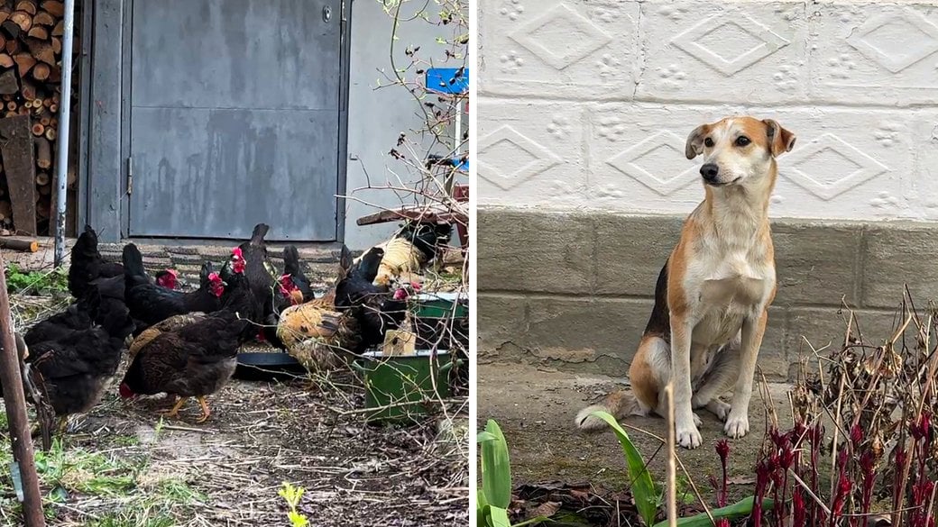Кури та собака Жуля, яких Микола Матвєєнко евакуював з Чернігівщини. Всі фото - «Суспільного»