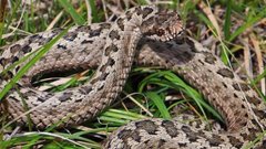 40-річну мешканку Бродів госпіталізували в реанімацію після укусу змії