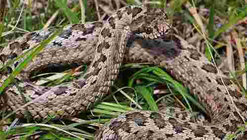 40-річну мешканку Бродів госпіталізували в реанімацію після укусу змії