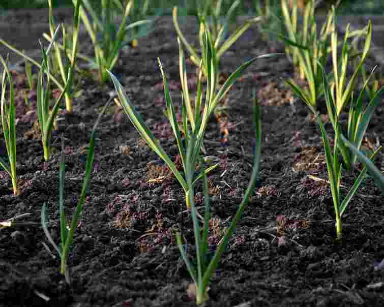 Часник жовтіє навесні: чотири головні причини і швидкі способи порятунку врожаю