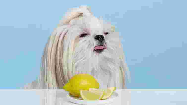 Безпечний чи токсичний: чи варто давати собакам лимони і як вони на них впливають