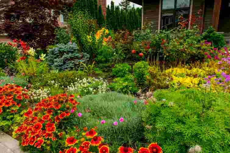 Особлива увага: як відновити багаторічники після зими і стимулювати цвітіння