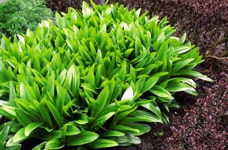 Львівський лікар помер після вживання отруйної рослини замість черемші