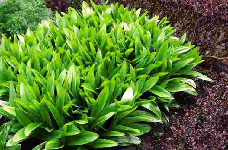 Львівський лікар помер після вживання отруйної рослини замість черемші