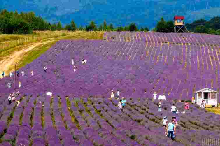 Прокуратура вимагає повернути громаді Лавандову гору на Закарпатті
